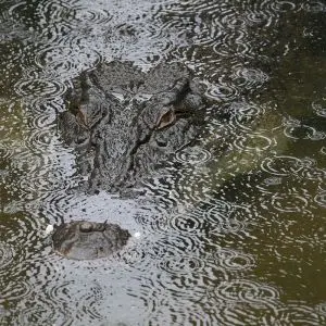 Australian Saltwater Crocodile photo