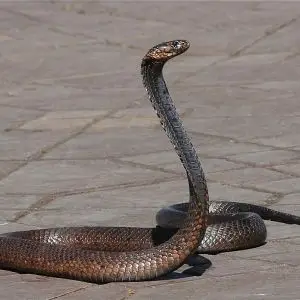 Egyptian Cobra photo