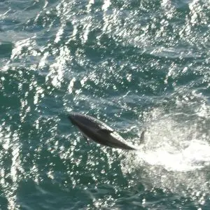 Peale's Dolphin photo