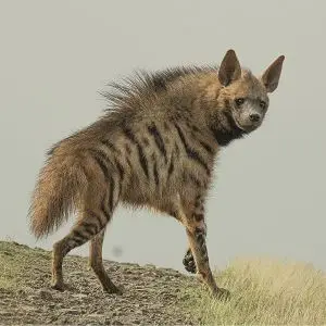 Striped Hyena photo