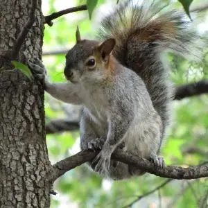 Mexican Gray Squirrel photo