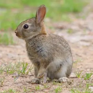 European Rabbit - Facts, Diet, Habitat & Pictures On Animalia.bio