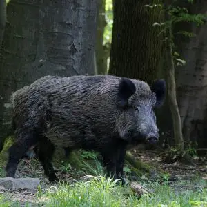 Wild Boar Wild Pig Wildschwein Plüsch 26cm 