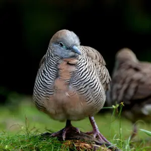 Zebra Doves and Hawaii

Native to Southeast Asia, the zebra dove came to Hawaii from Australia in 1922. It is difficult to pin down with accuracy the exact reason why, but the introduction of the zebra dove probably occurred because there was a market for