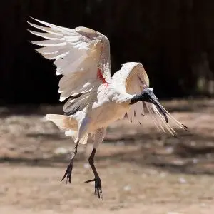 Australian White Ibis photo