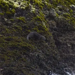Marine Otter photo