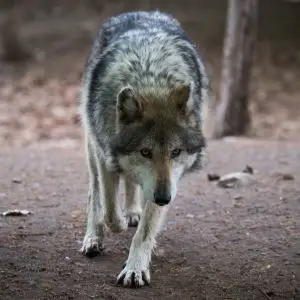 Wolf Facing the Camera