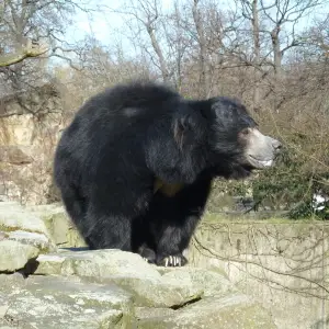 Zoo de Berlin: Ours asiatique