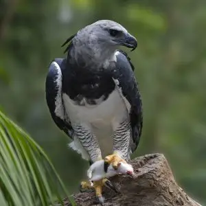 Harpy Eagle photo